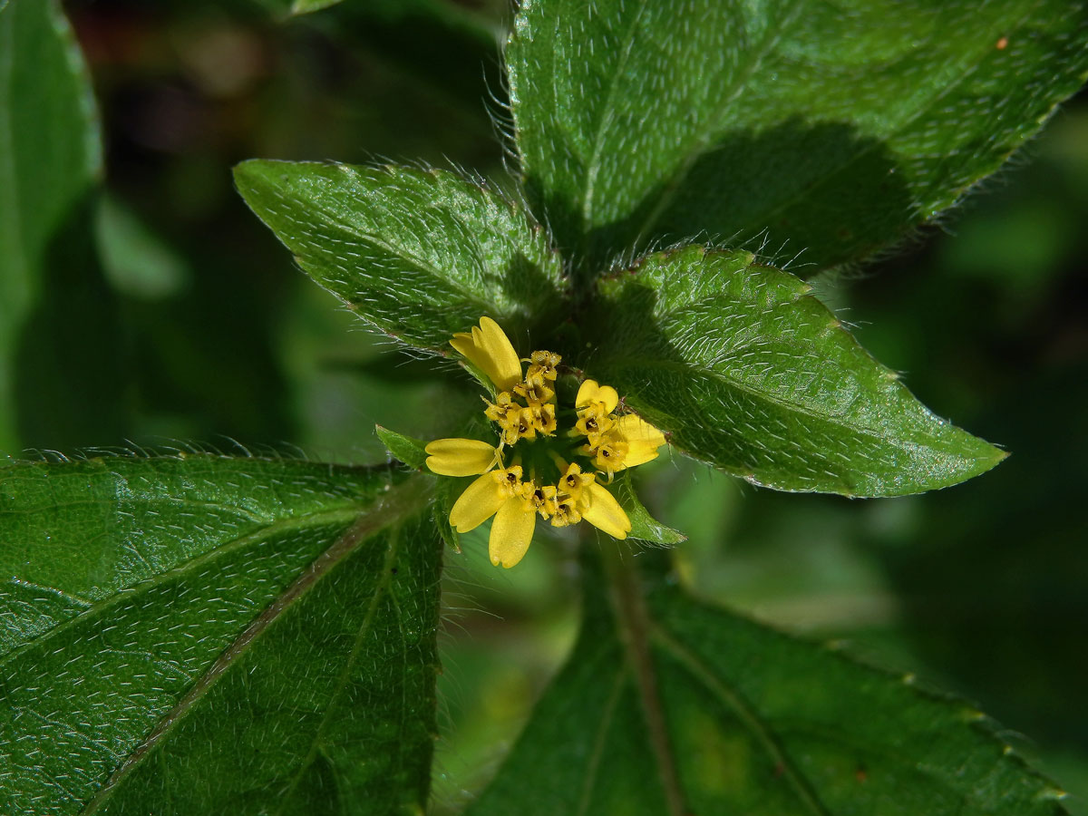 Synedrella nodiflora (L.) Gaertn.