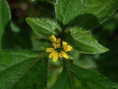 Synedrella nodiflora (L.) Gaertn.