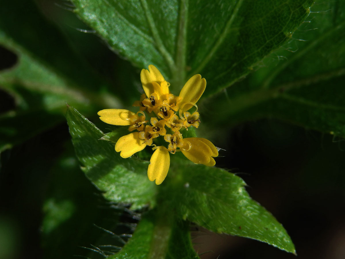 Synedrella nodiflora (L.) Gaertn.