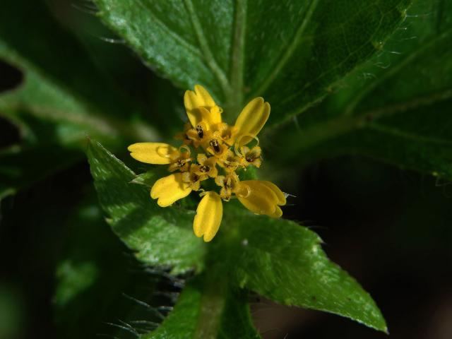 Synedrella nodiflora (L.) Gaertn.