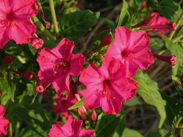 Nocenka zahradní (Mirabilis jalapa L.)