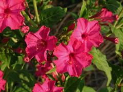 Nocenka (Mirabilis L.)