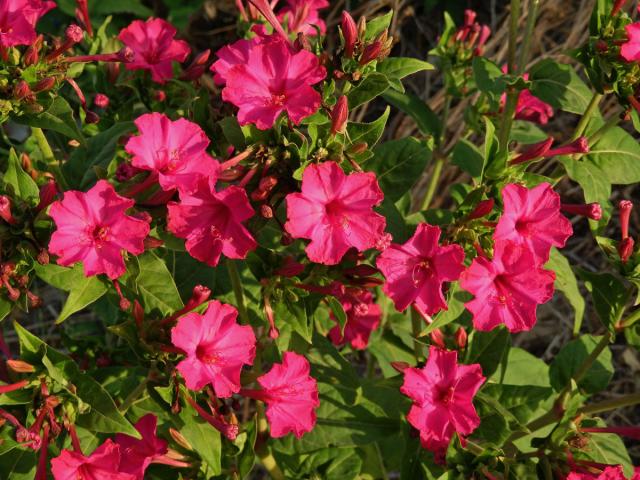 Nocenka zahradní (Mirabilis jalapa L.)