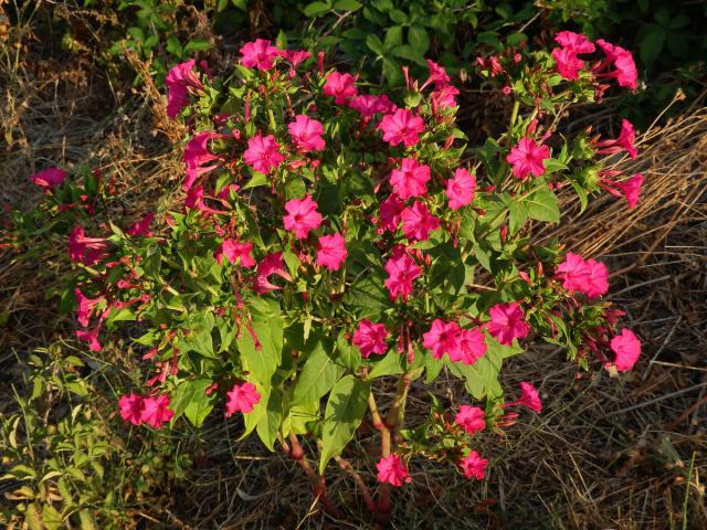 Nocenka zahradní (Mirabilis jalapa L.)