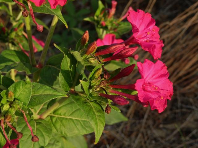 Nocenka zahradní (Mirabilis jalapa L.)