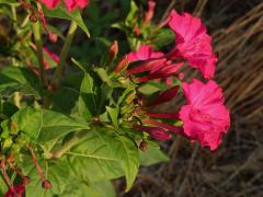 Nocenka zahradní (Mirabilis jalapa L.)