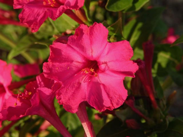 Nocenka zahradní (Mirabilis jalapa L.)