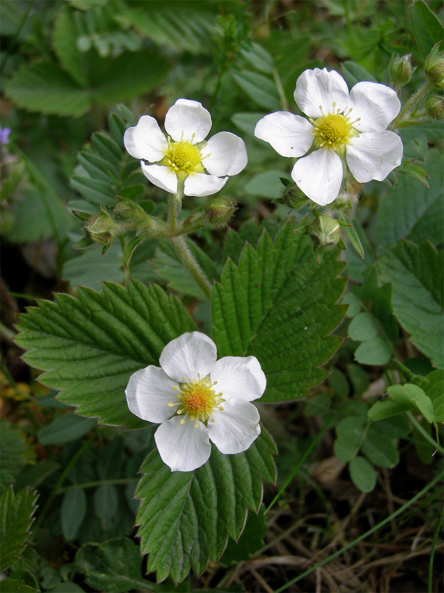 Jahodník obecný (Fragaria vesca L.)