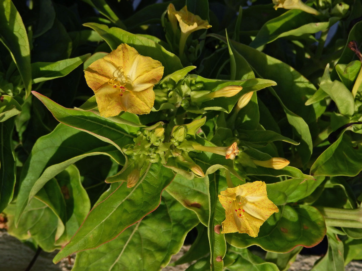 Nocenka zahradní (Mirabilis jalapa L.)