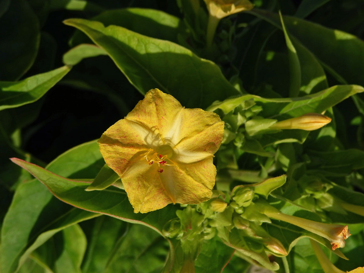 Nocenka zahradní (Mirabilis jalapa L.)