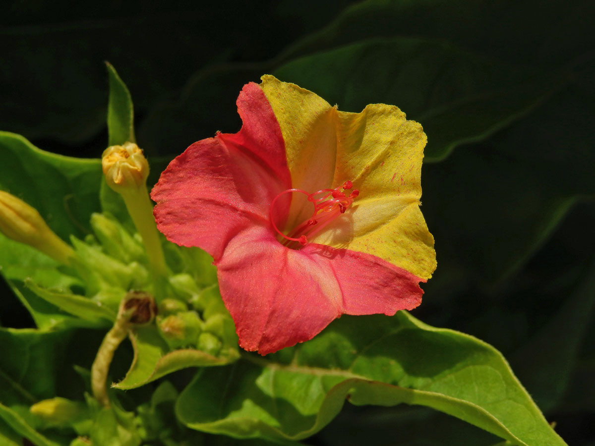 Nocenka zahradní (Mirabilis jalapa L.) s dvoubarevnými květy