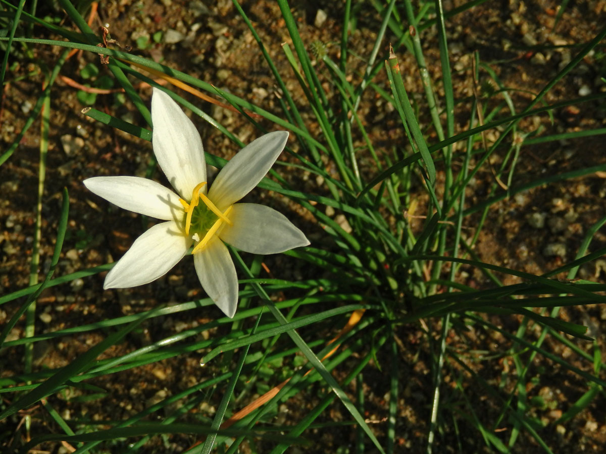 Zephyranthes candida (Lindl.) Herb.