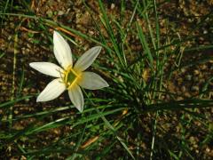 Zephyranthes Herb. 