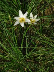 Zephyranthes candida (Lindl.) Herb.