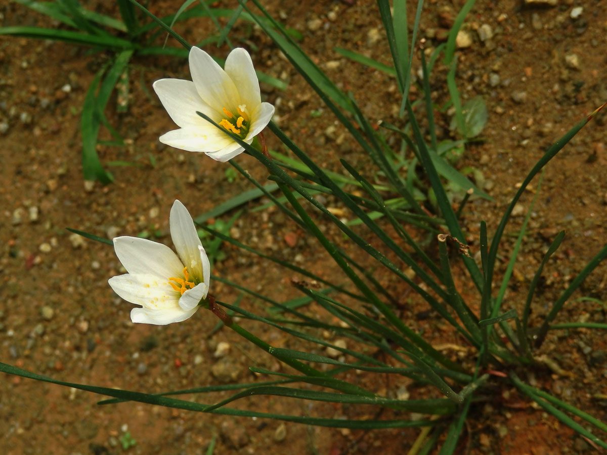 Zephyranthes candida (Lindl.) Herb.