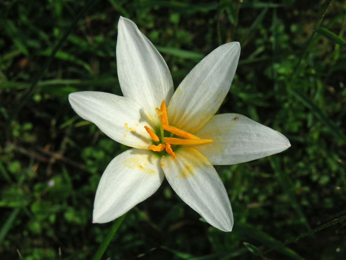 Zephyranthes candida (Lindl.) Herb.