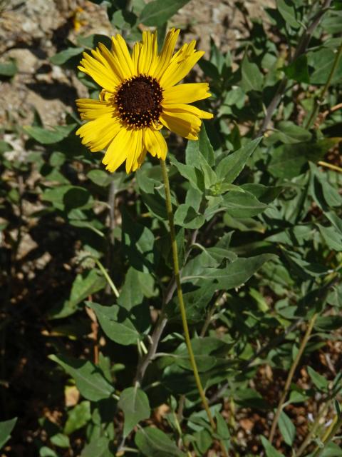 Encelia californica Nutt.