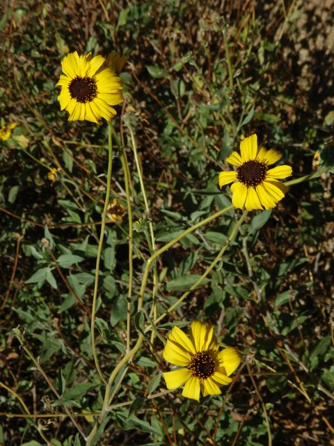 Encelia californica Nutt.