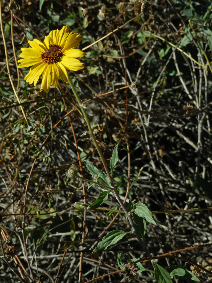 Encelia californica Nutt.