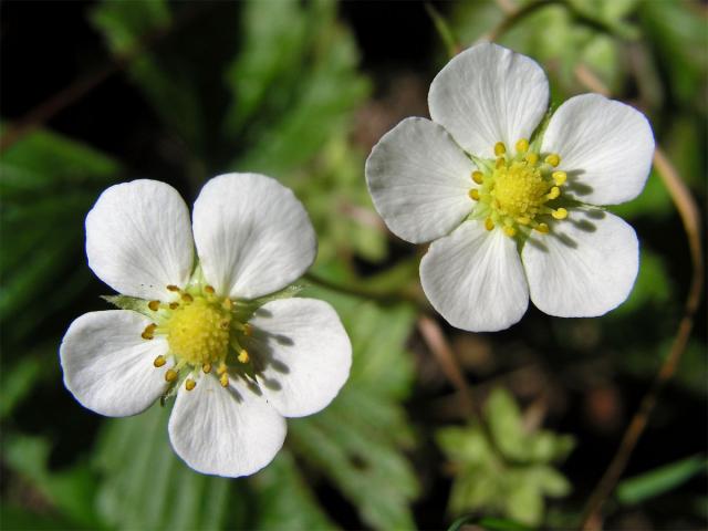 Jahodník obecný (Fragaria vesca L.)