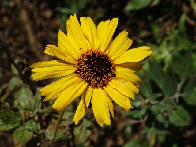 Encelia californica Nutt.