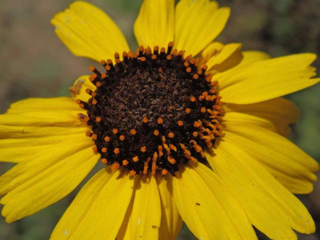 Encelia californica Nutt.