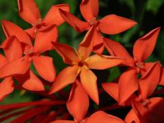 Ixora javanica (Blume) DC., pětičetný květ (1b)