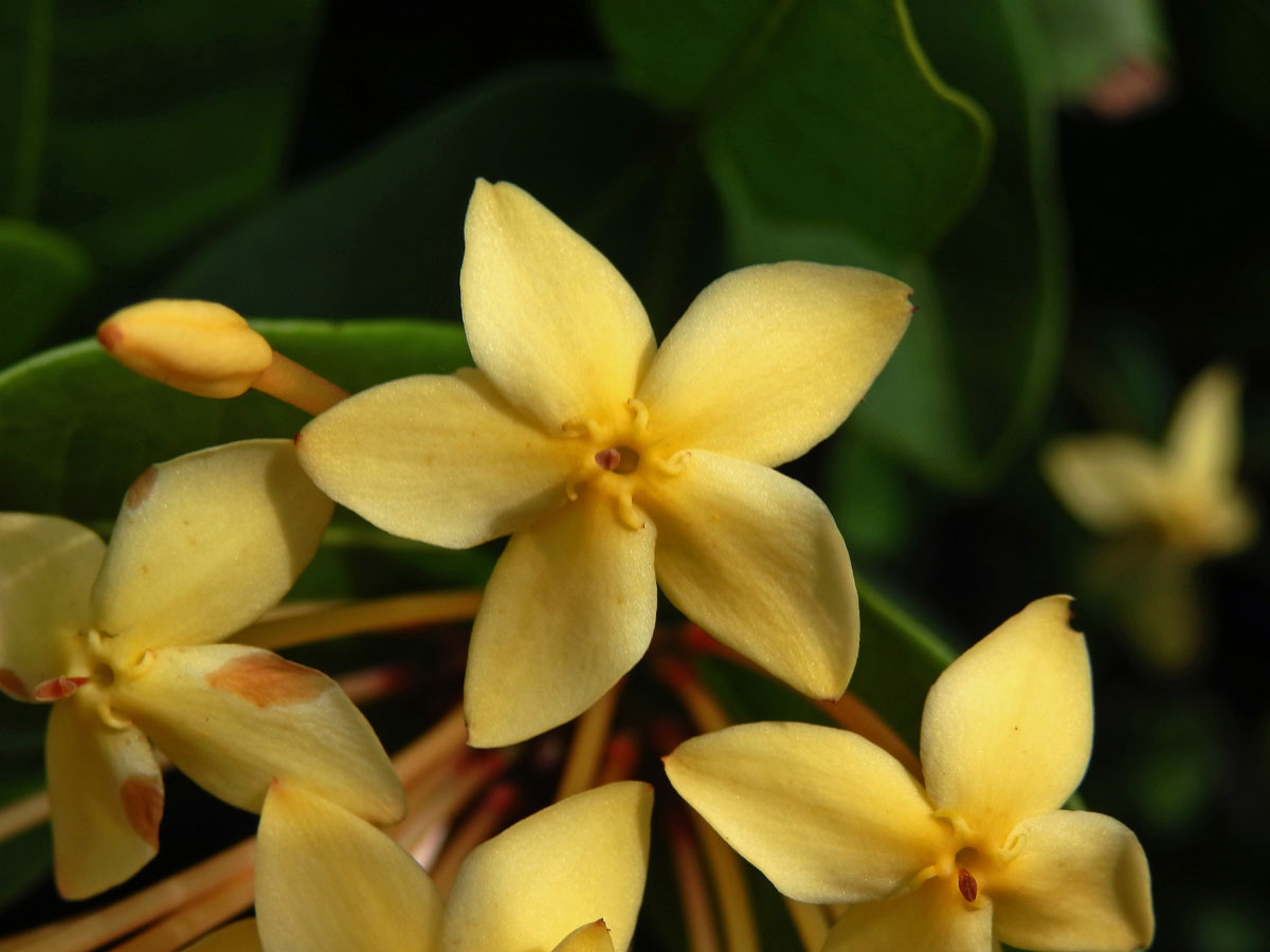 Ixora javanica (Blume) DC., pětičetný květ (2)