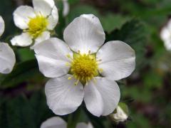 Jahodník obecný (Fragaria vesca L.)