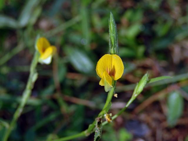 Zornia leptophylla (Benth.) Pittier