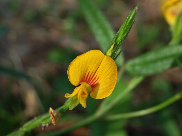 Zornia leptophylla (Benth.) Pittier