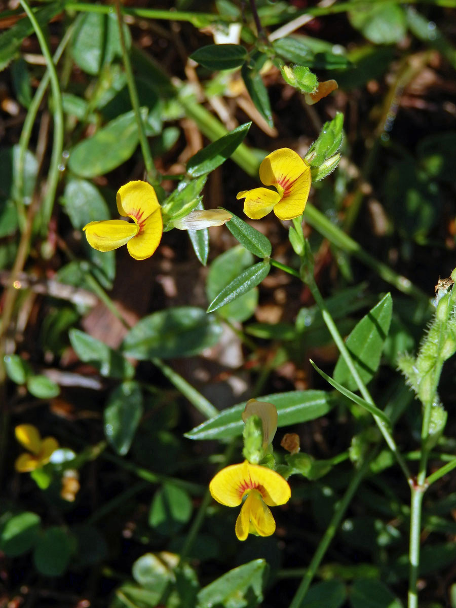 Zornia leptophylla (Benth.) Pittier