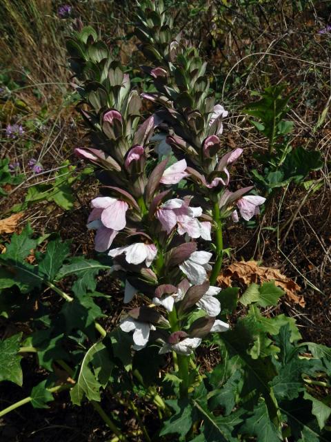 Paznehtník měkký (Acanthus mollis L.)