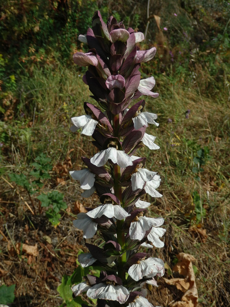 Paznehtník měkký (Acanthus mollis L.)