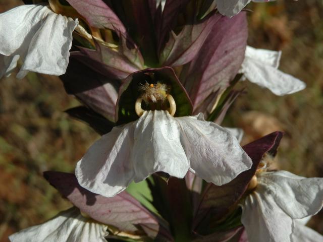 Paznehtník měkký (Acanthus mollis L.)