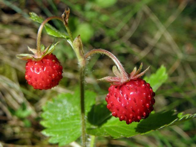 Jahodník obecný (Fragaria vesca L.)