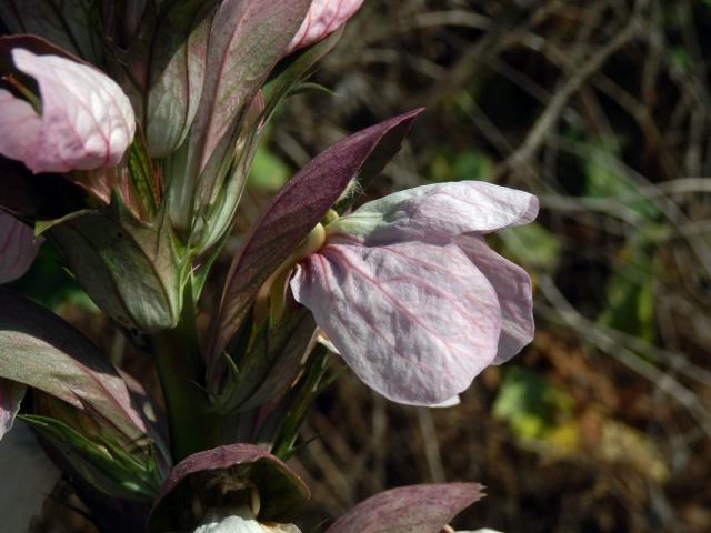 Paznehtník měkký (Acanthus mollis L.)