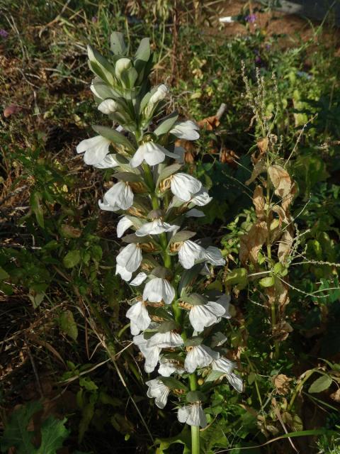 Paznehtník měkký (Acanthus mollis L.)