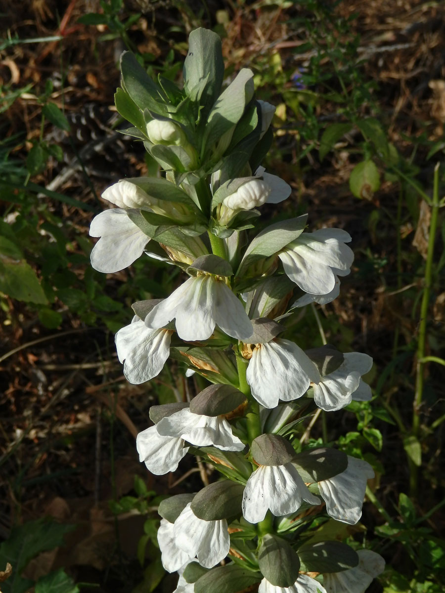 Paznehtník měkký (Acanthus mollis L.)