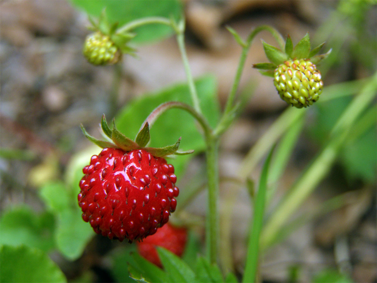 Jahodník obecný (Fragaria vesca L.)