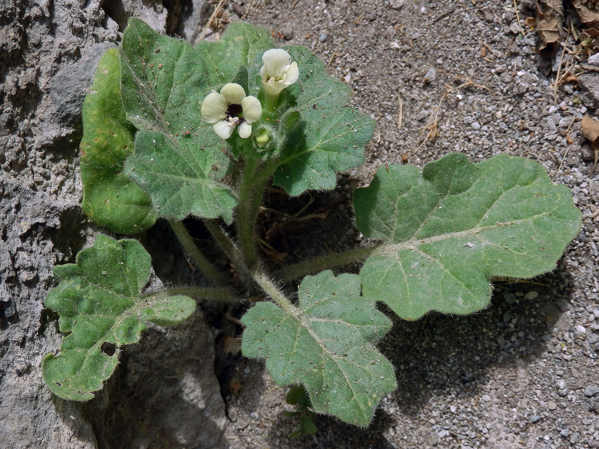 Blín bílý (Hyoscyamus albus L.)