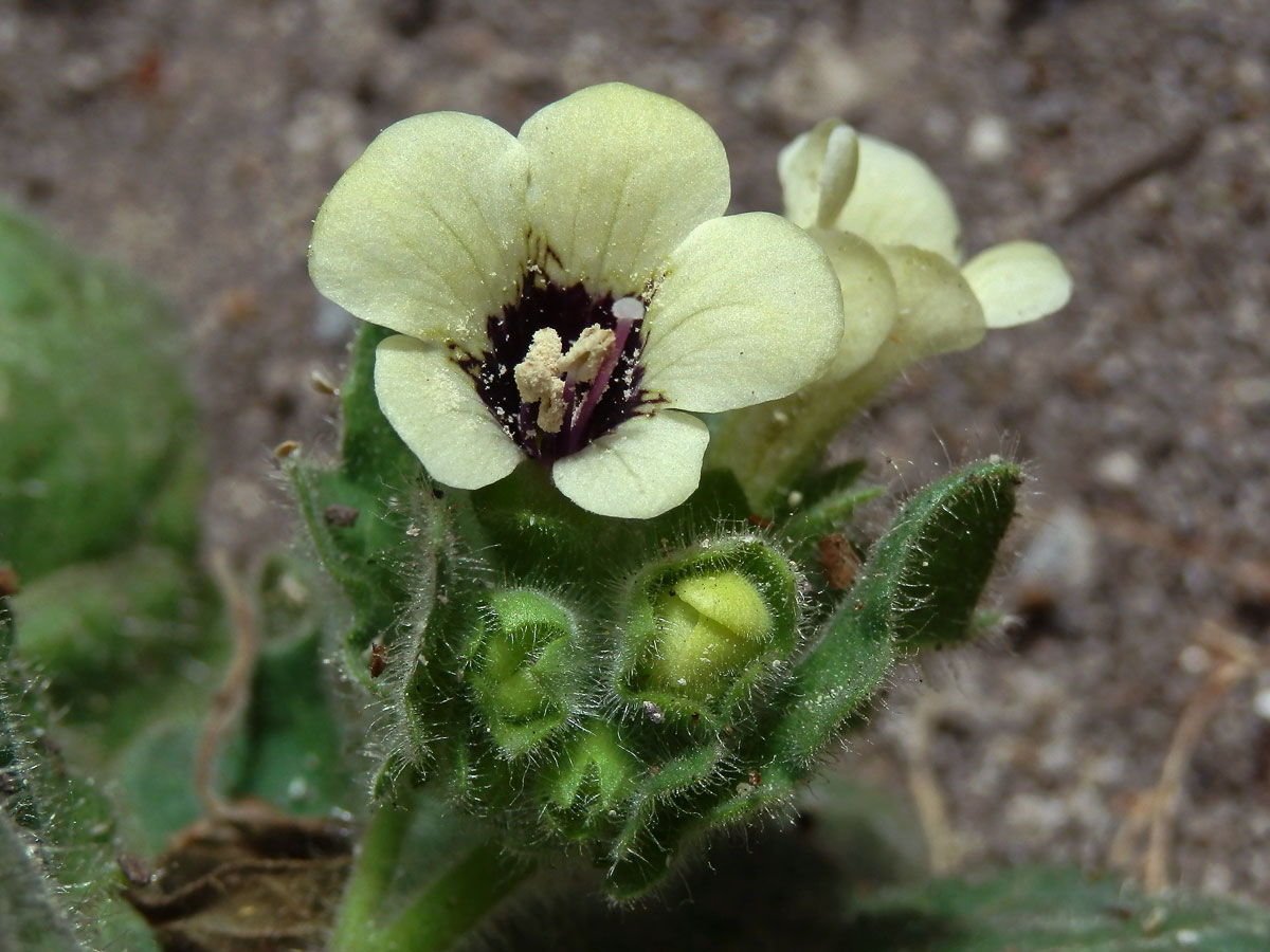 Blín bílý (Hyoscyamus albus L.)