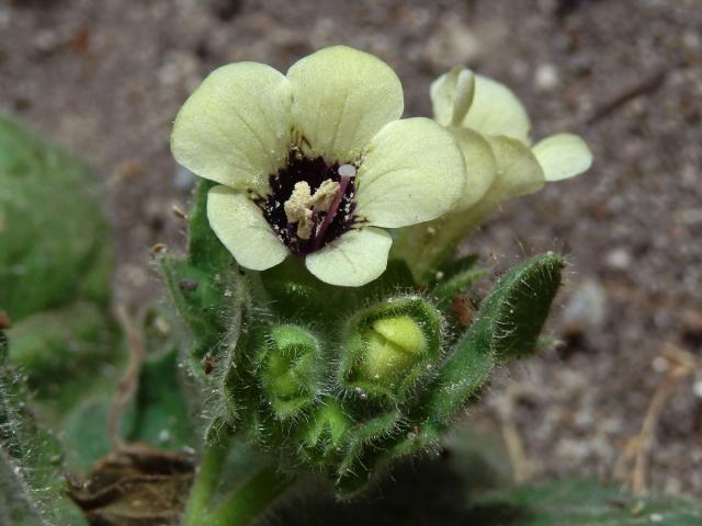 Blín bílý (Hyoscyamus albus L.)