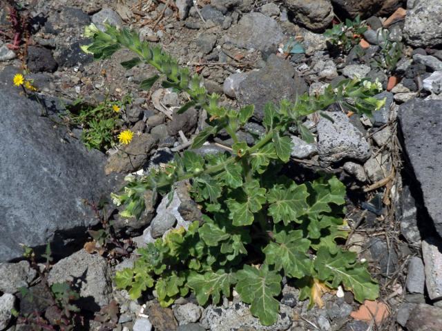 Blín bílý (Hyoscyamus albus L.)