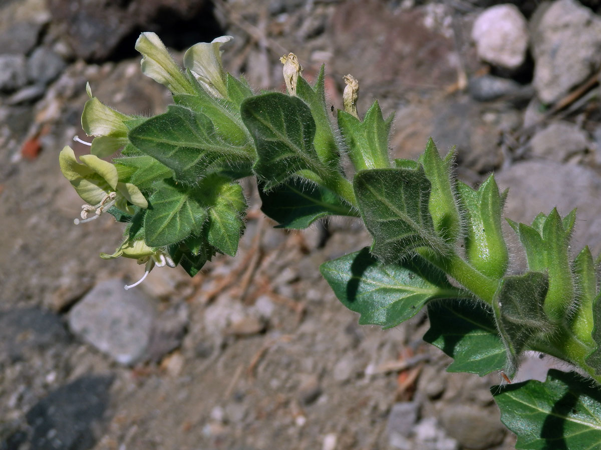 Blín bílý (Hyoscyamus albus L.)