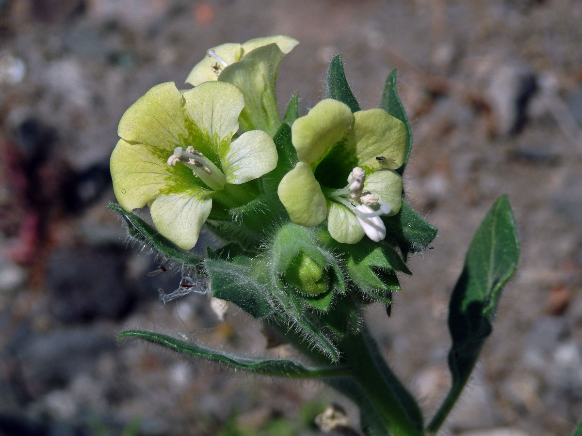 Blín bílý (Hyoscyamus albus L.)