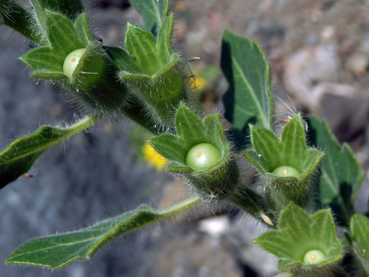 Blín bílý (Hyoscyamus albus L.)