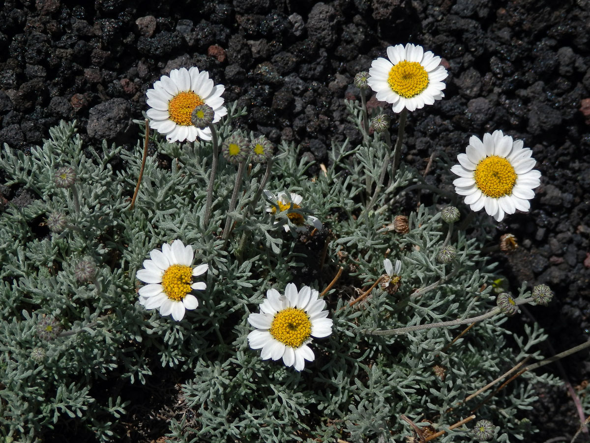 Rmen (Anthemis aetnensis Schouw)