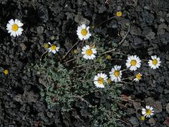 Rmen (Anthemis aetnensis Schouw)