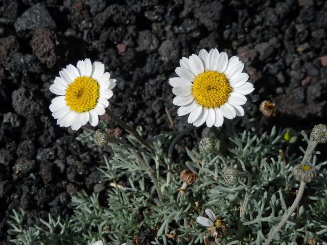 Rmen (Anthemis aetnensis Schouw)